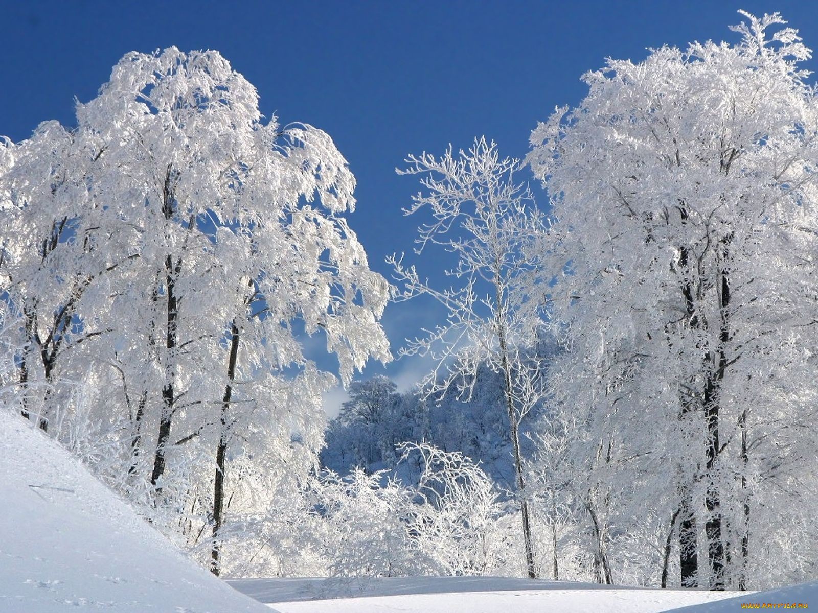 Download Nature Winter Wallpaper
