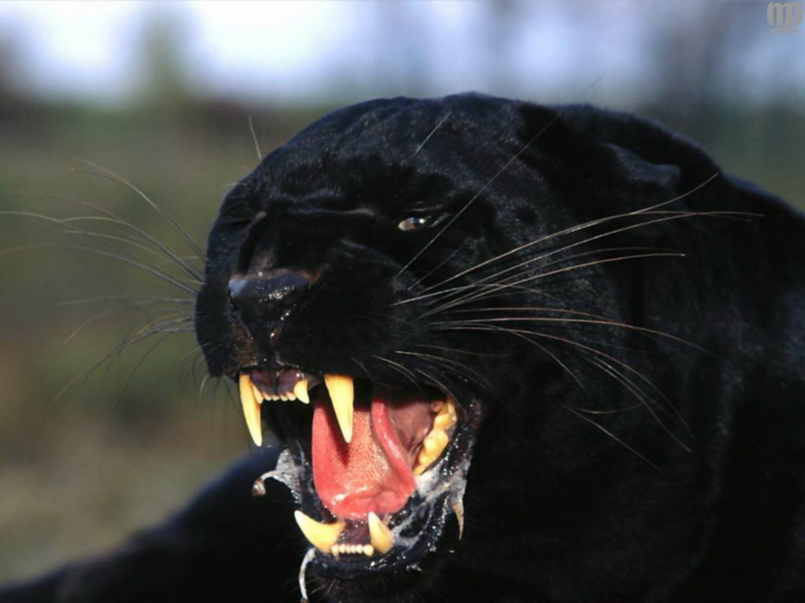 Download Animal Black Panther HD Wallpaper