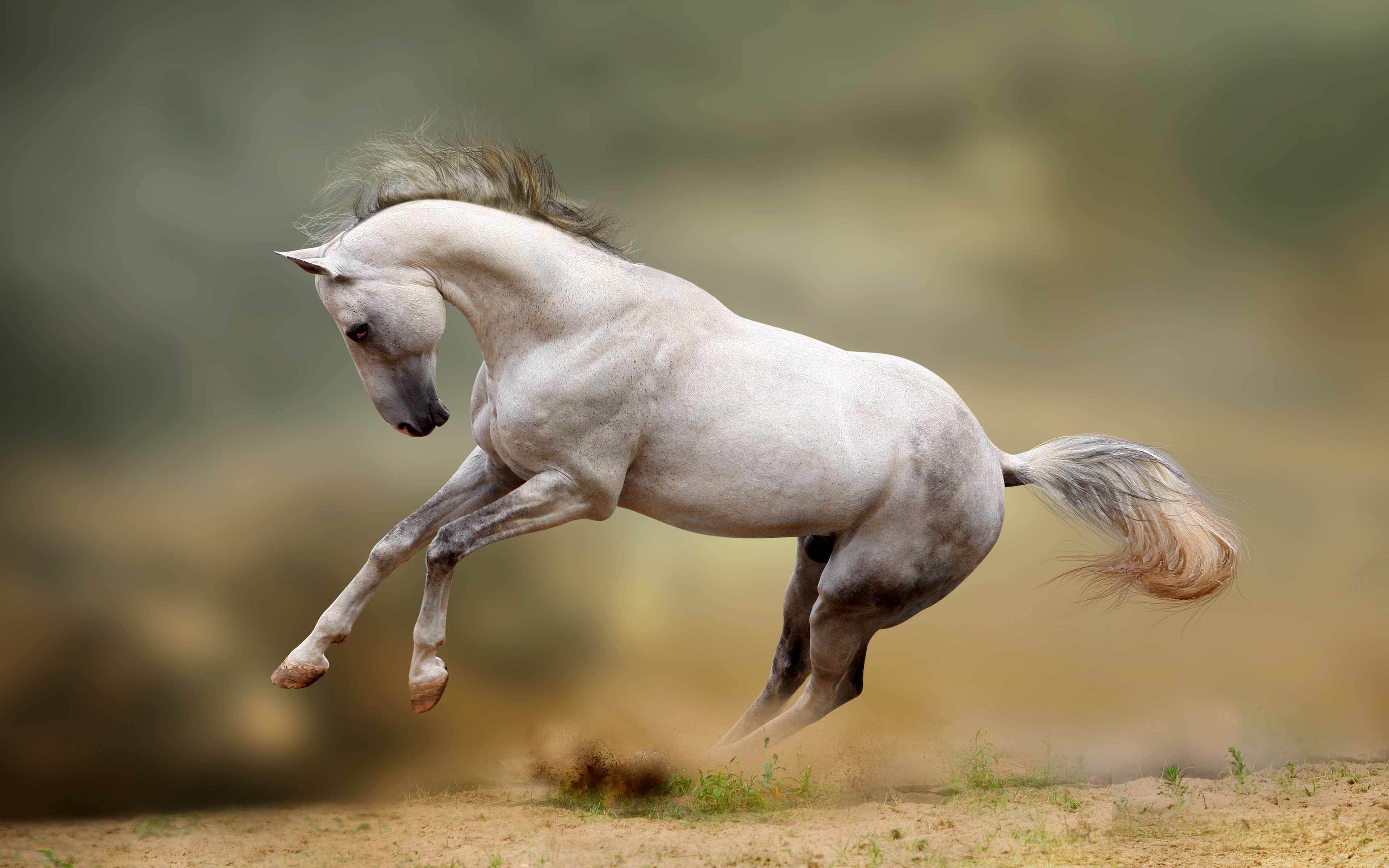 280+ 4K Horse Wallpapers | Background Images