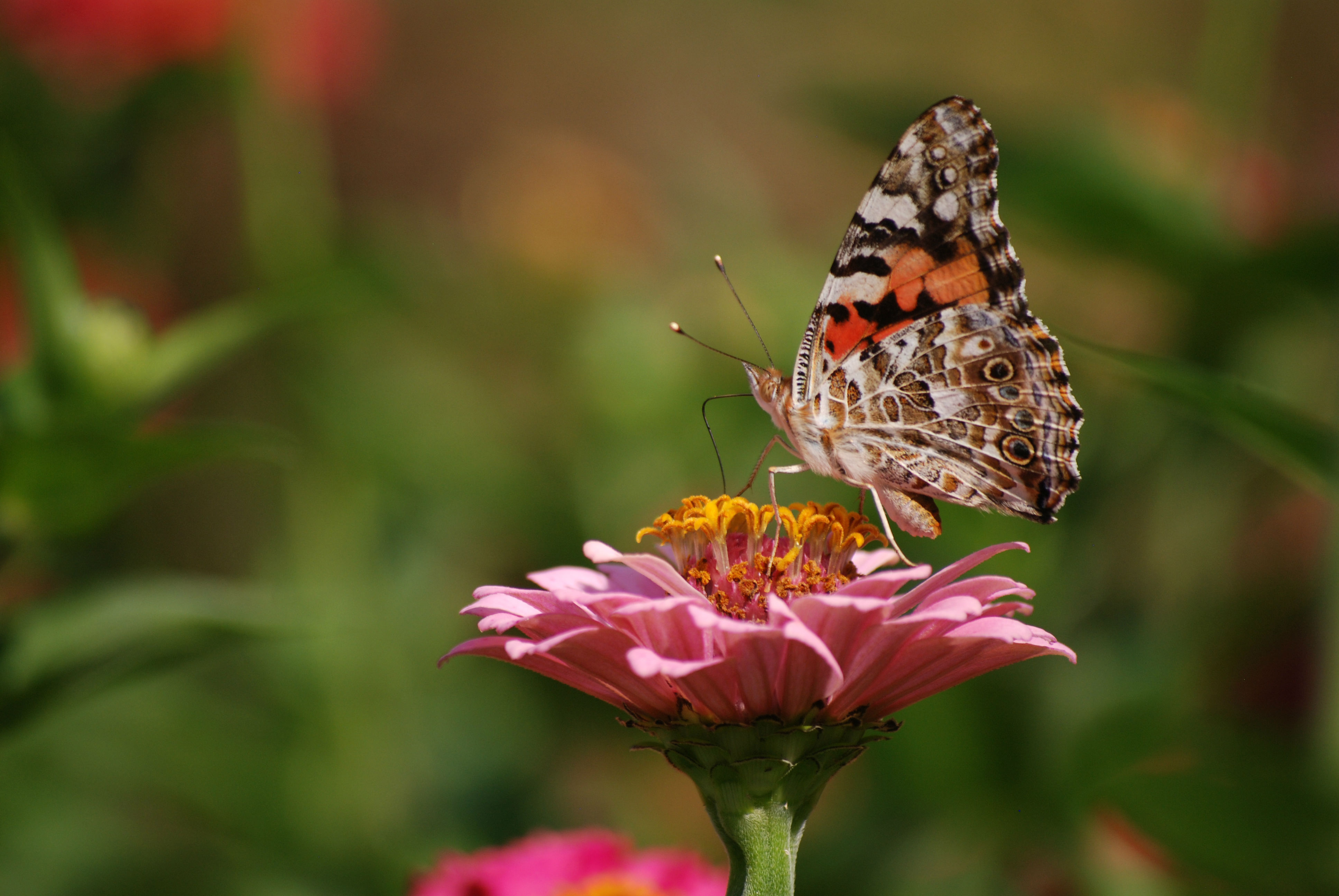 Butterfly 4k Ultra HD Wallpaper