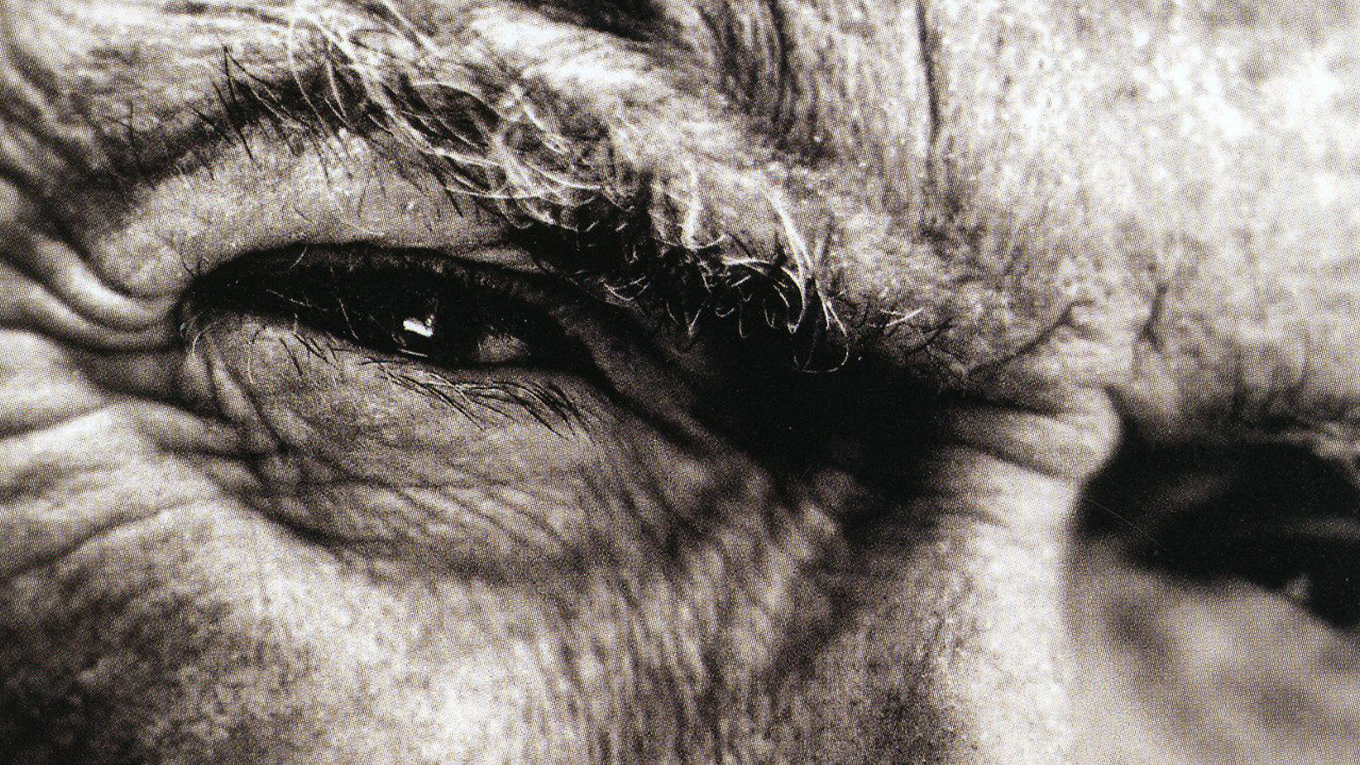 Celebrity Clint Eastwood HD Wallpaper | Background Image