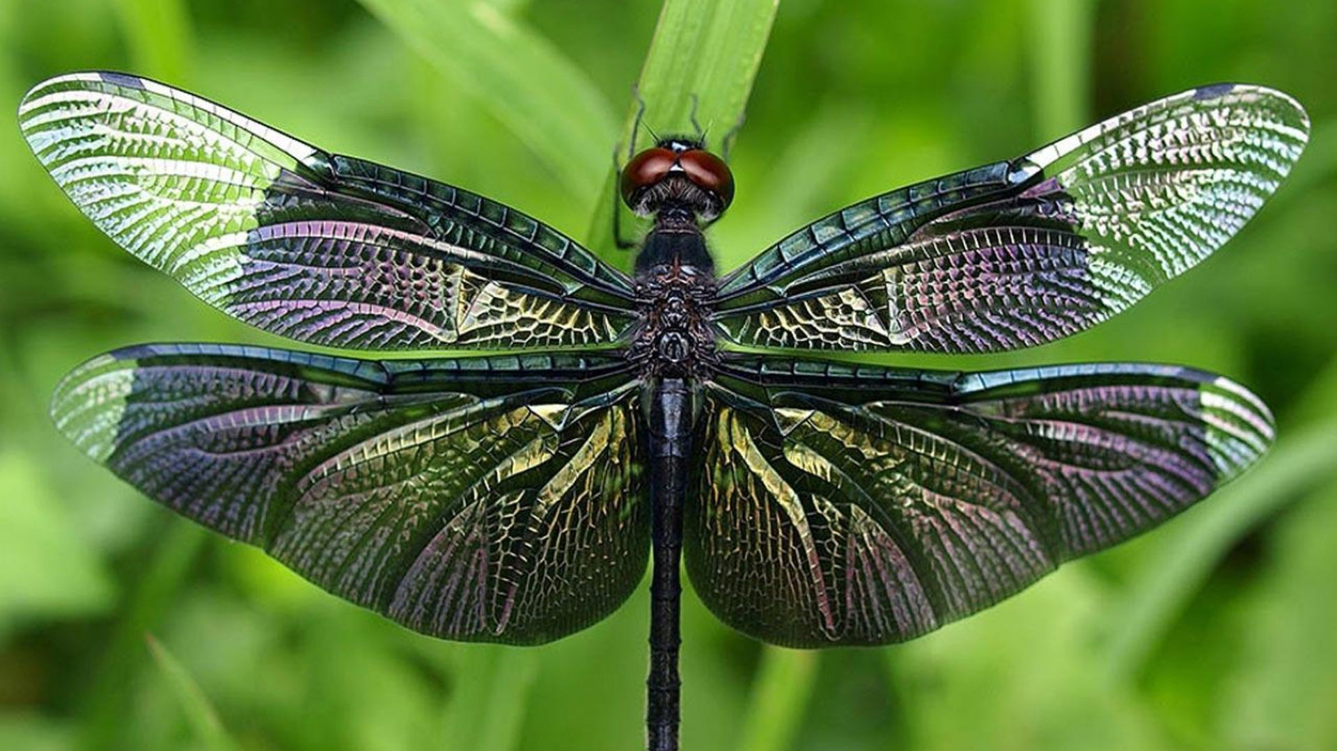 DragonfLy Screensavers and Wallpaper 43 images