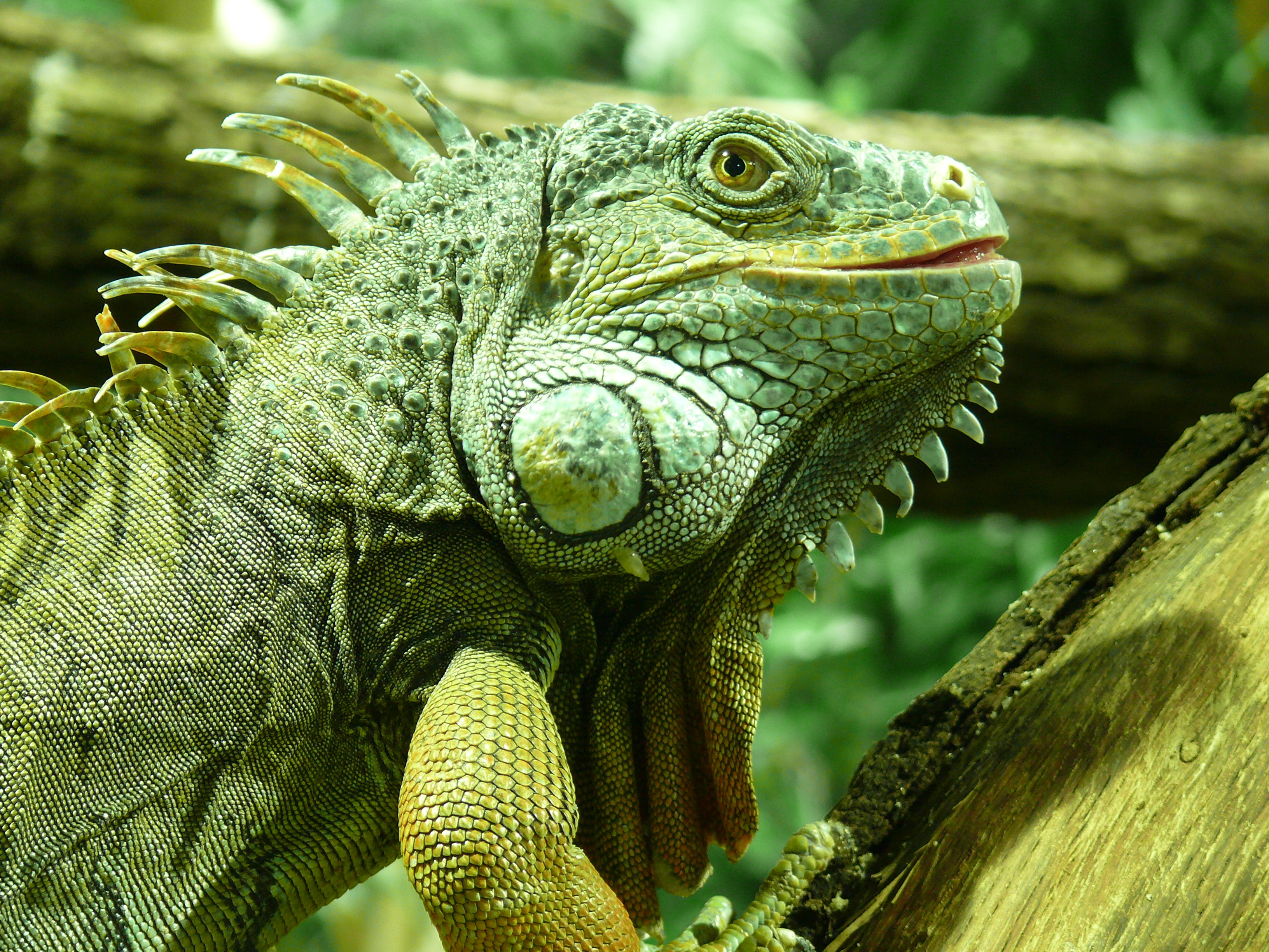 Download Animal Iguana HD Wallpaper