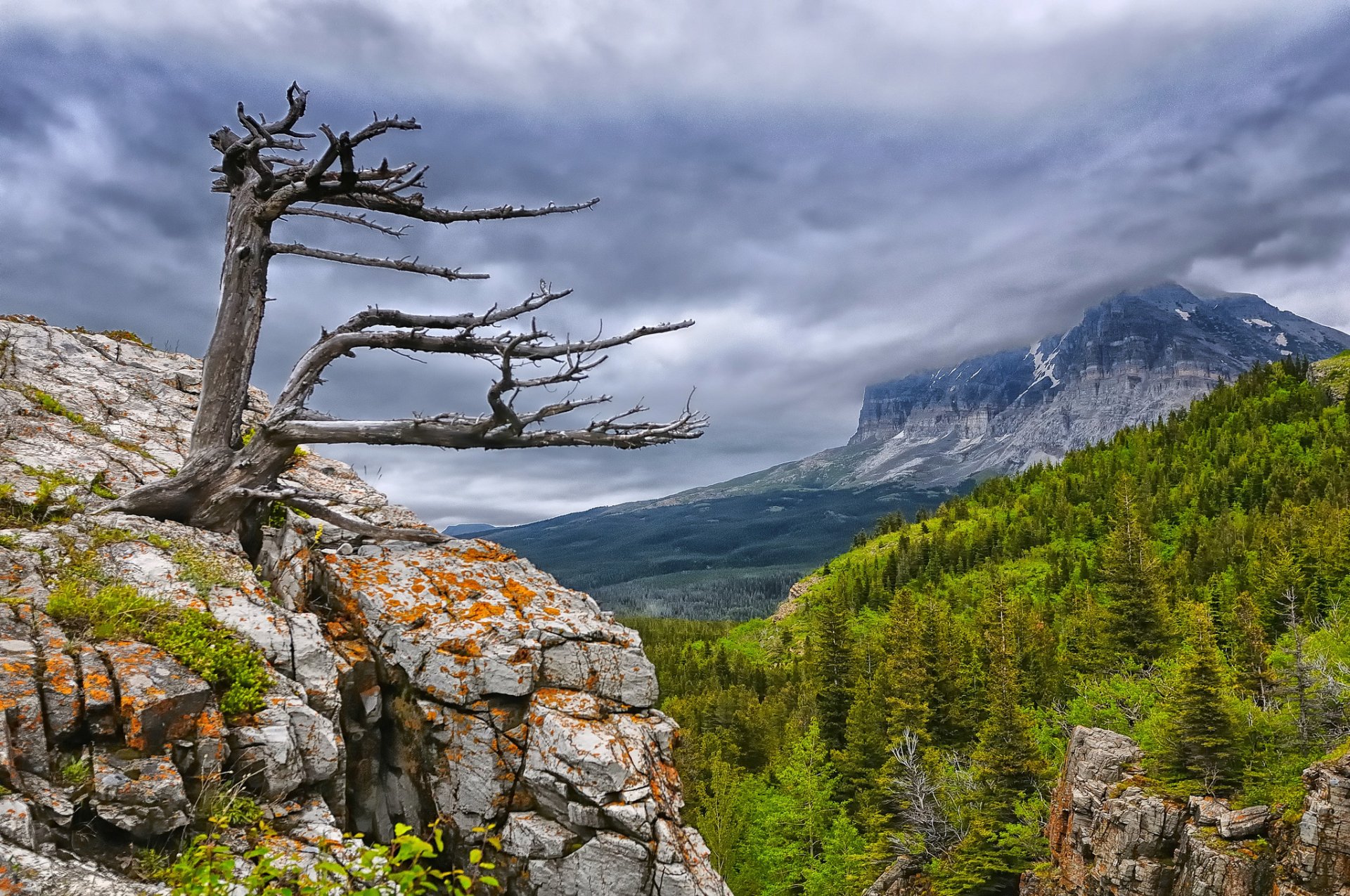 HD PC desktop wallpaper showcasing a dramatic nature landscape with a twisted tree on rocky terrain overlooking lush green forests and a misty mountain under a cloudy sky.