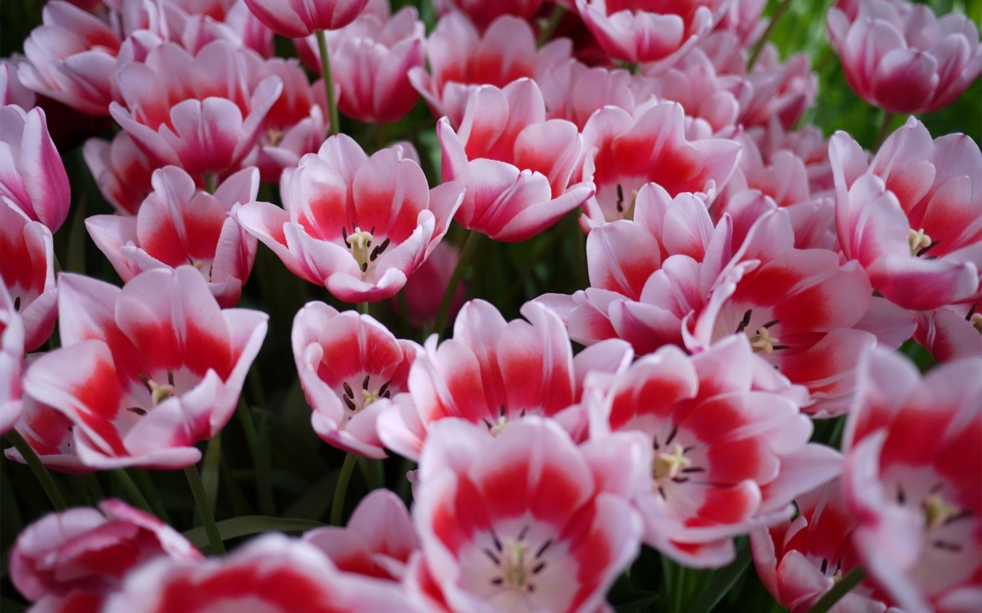 Download Flower Nature Tulip HD Wallpaper