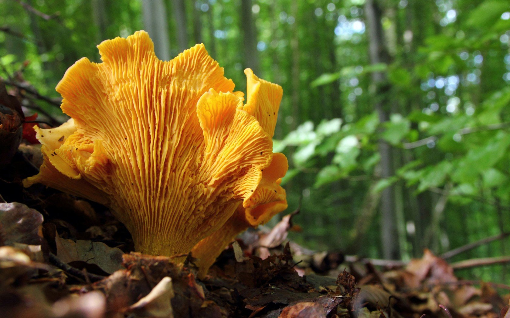 Vibrant orange mushroom growing among leaf litter in a lush green forest, captured in sharp detail as an HD PC desktop wallpaper and background.