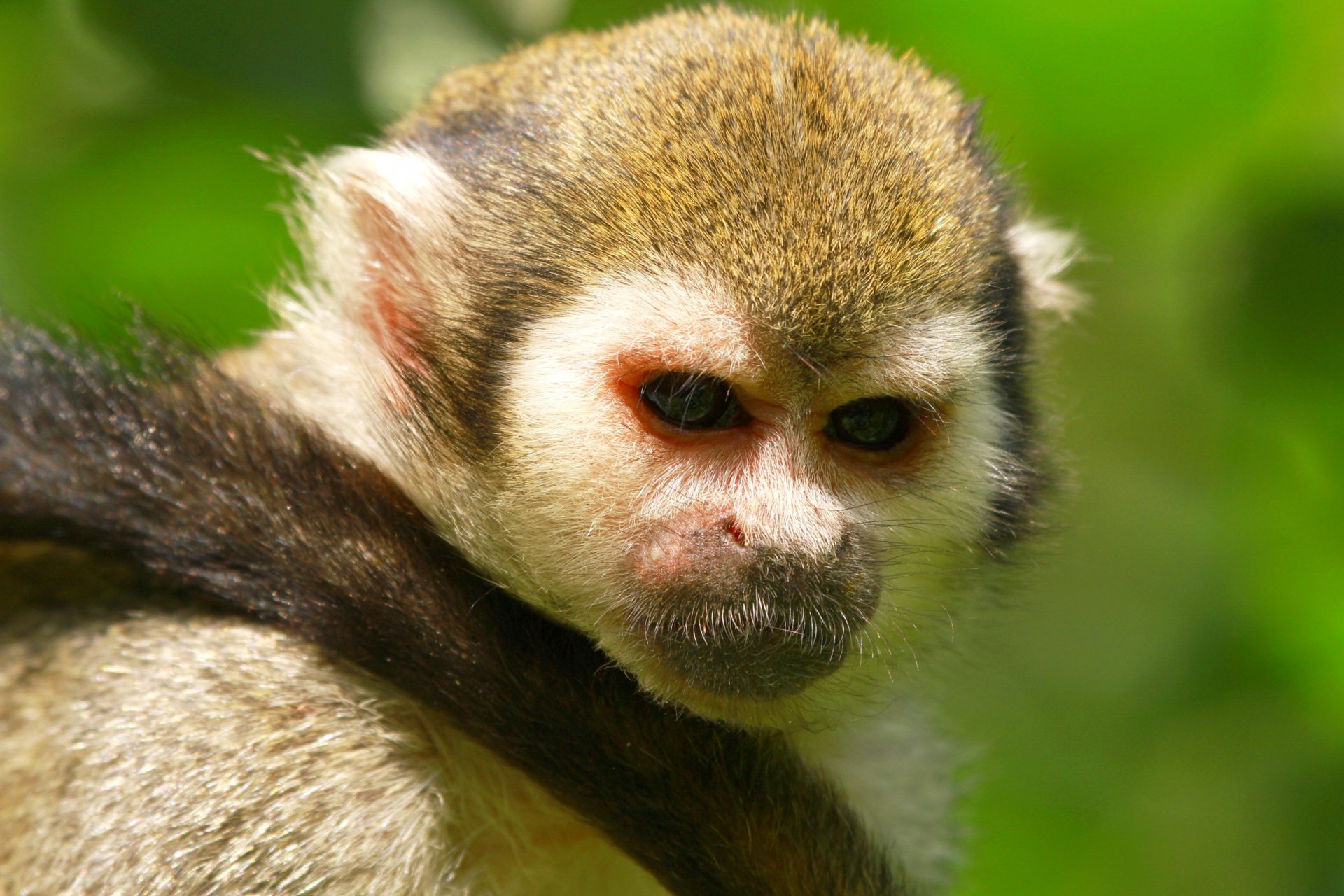 Download Animal Monkey HD Wallpaper