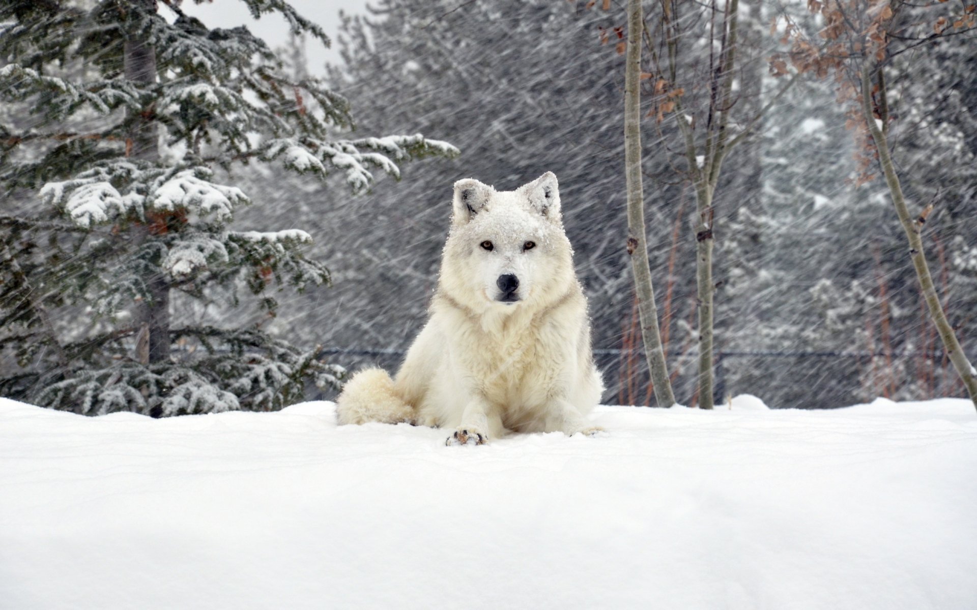 HD desktop wallpaper featuring a white wolf resting in a snowy forest landscape, surrounded by snow-covered trees and a serene winter atmosphere.