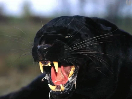 HD desktop wallpaper of a black panther growling, showcasing its sharp teeth and fierce expression.