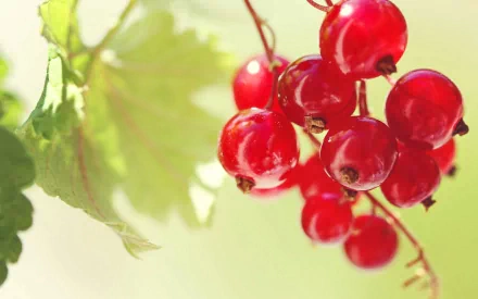 food currants HD Desktop Wallpaper | Background Image