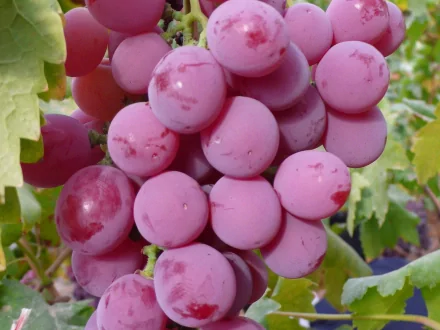 HD PC desktop wallpaper featuring a close-up of ripe, pink grapes hanging on the vine with green leaves in the background.