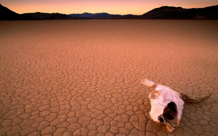 HD desktop wallpaper depicting a desolate desert with cracked earth, mountains on the horizon, and an animal skull in the foreground, reflecting the stark beauty of nature.