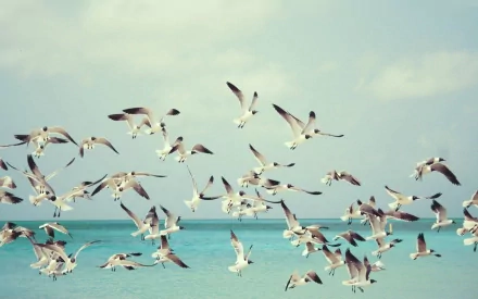 flock of birds bird Animal seagull HD Desktop Wallpaper | Background Image