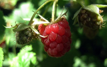 Close-up HD desktop wallpaper of a ripe red raspberry hanging on a branch surrounded by green leaves and other unripe berries.