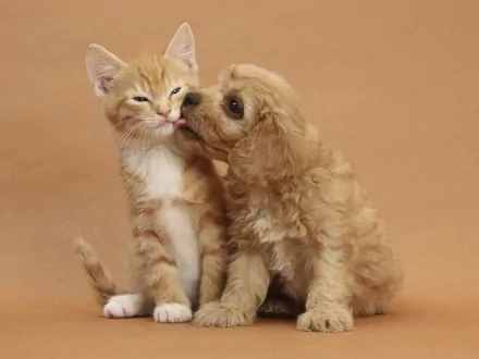 A cute orange tabby cat and a fluffy puppy share a loving moment against a warm, neutral background, making this HD image a delightful desktop wallpaper.