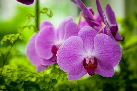 HD desktop wallpaper featuring vibrant pink orchids against a lush green natural background, showcasing intricate floral details.