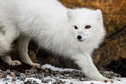 A striking arctic fox walks gracefully across rocky terrain, its pristine white fur contrasting with the earth tones around it. This HD image serves as a captivating desktop wallpaper.