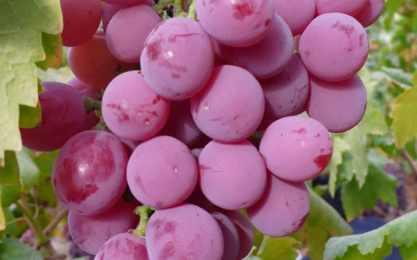 HD PC desktop wallpaper featuring a close-up of ripe, pink grapes hanging on the vine with green leaves in the background.