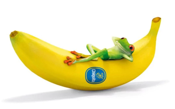 HD desktop wallpaper featuring a vibrant green frog reclining on a large, ripe banana with a Chiquita sticker against a white background.