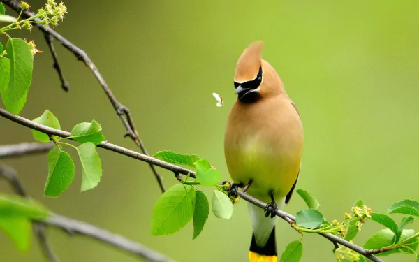 Cedar waxwing bird perched on a leafy branch — animal close-up, 2K Quad HD PC desktop wallpaper and background.