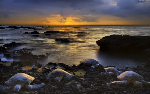 Animal Turtle Turtles Ocean Sunset Seashore HD Wallpaper | Background Image
