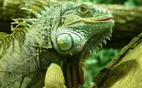 2K Quad HD PC desktop wallpaper: close-up of a green iguana on a log, showing detailed textured scales and crest spines.