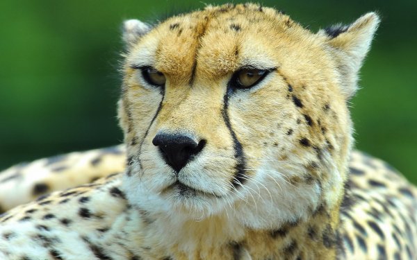 Animal Cheetah Cats HD Wallpaper | Background Image