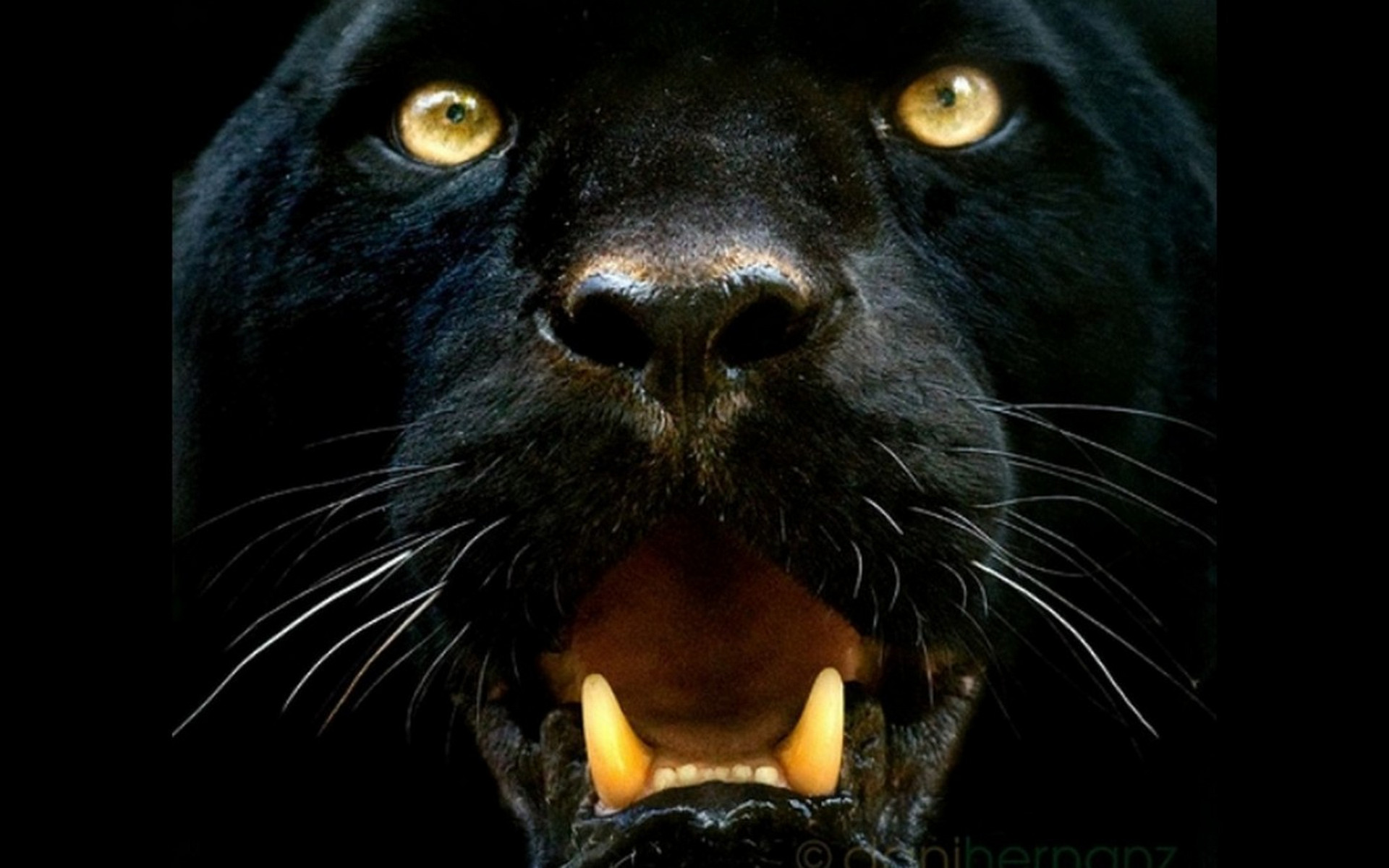 Panth re Noire Fond D cran HD Arri re Plan 1920x1200 ID 347199 