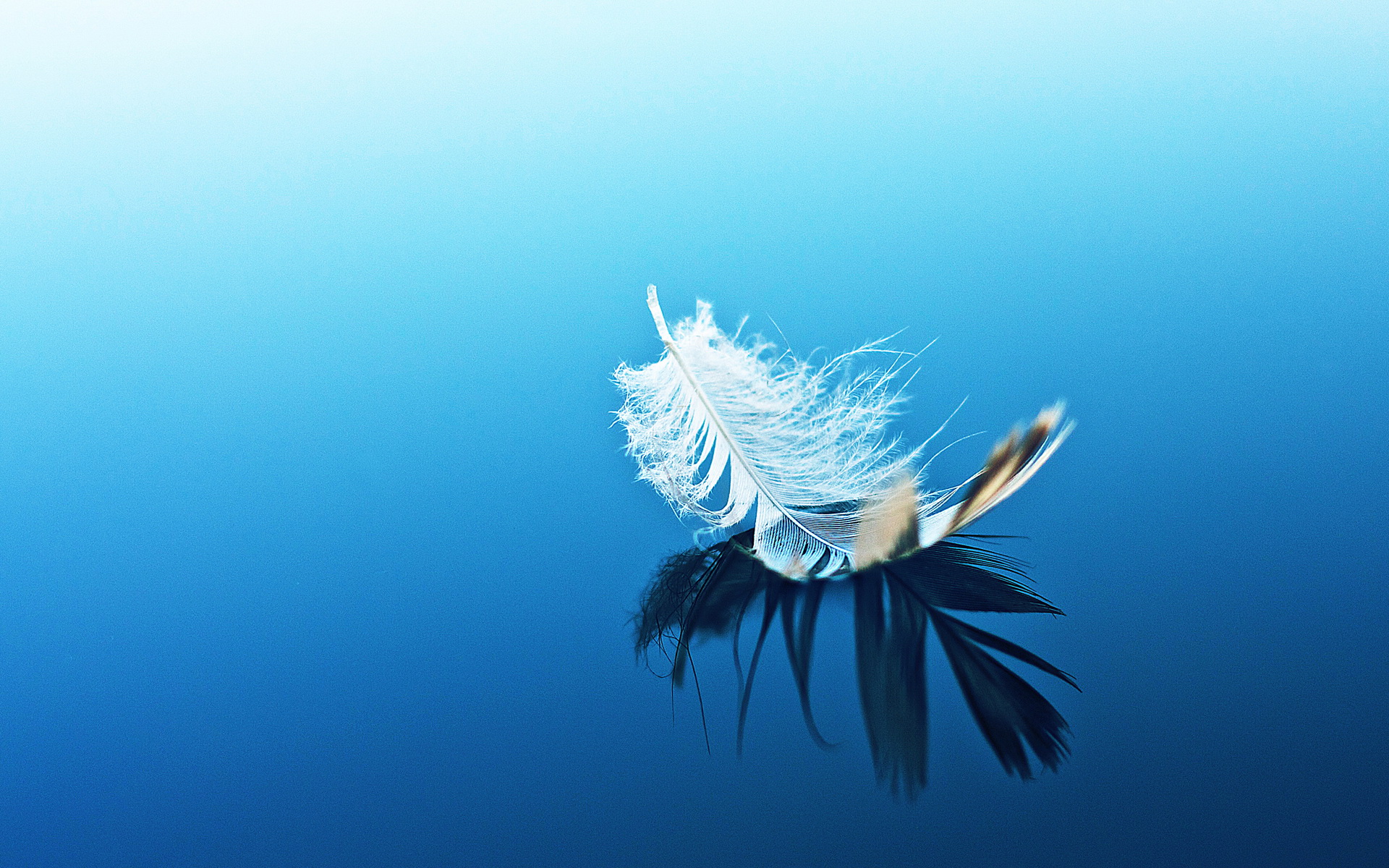 Artistic Feather HD Wallpaper