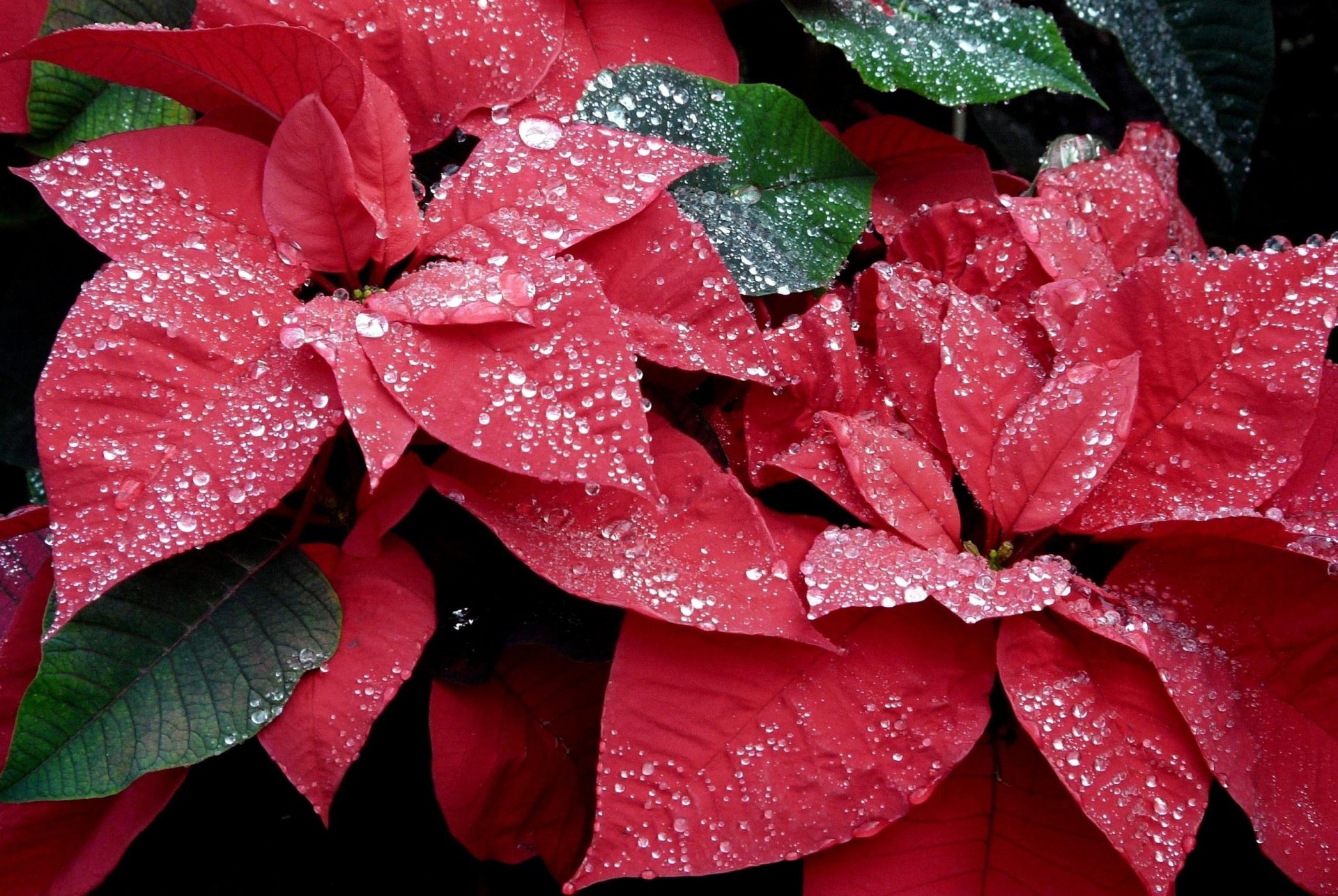 Download Nature Flower HD Wallpaper