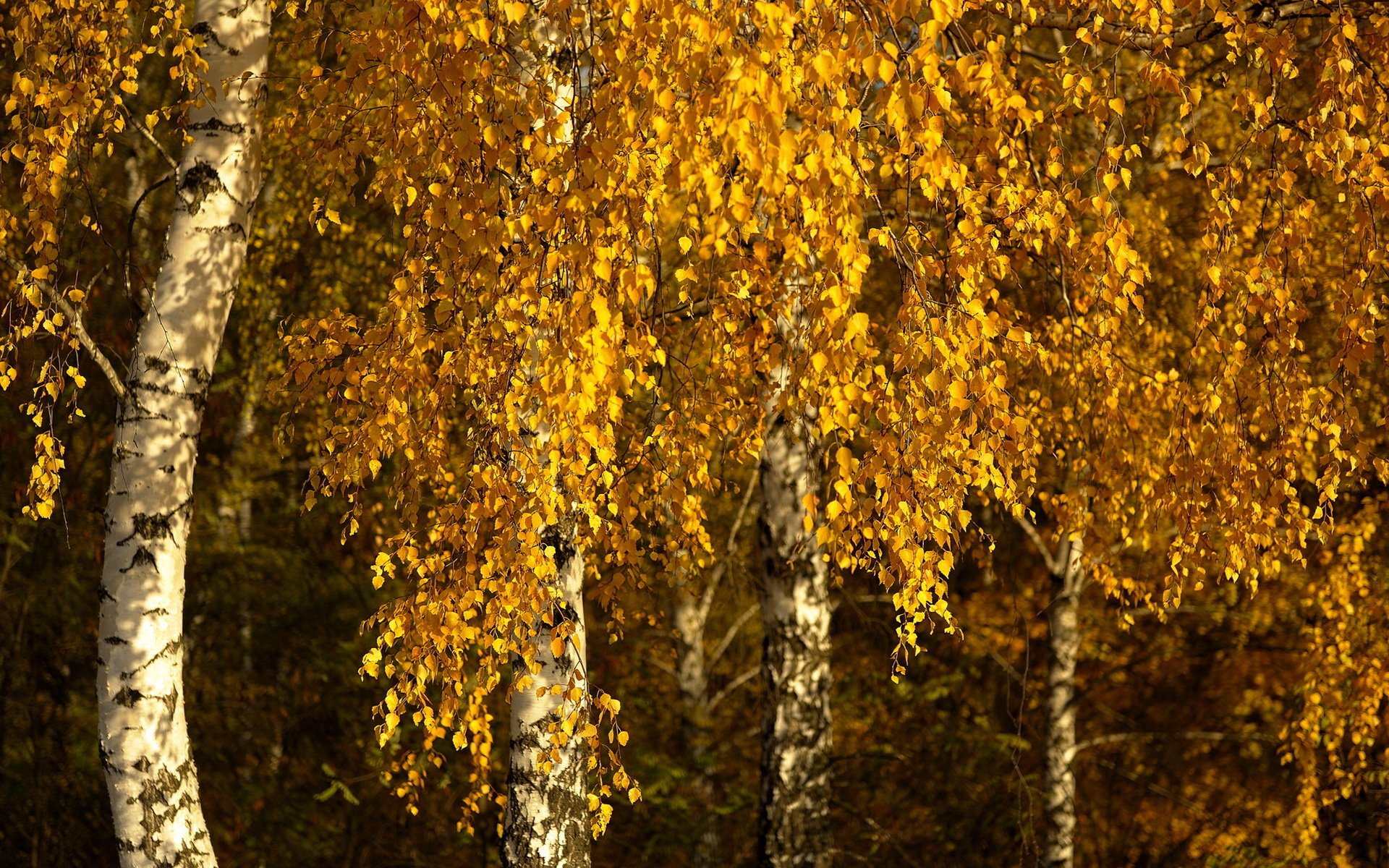 Nature, fall HD PC desktop wallpaper: sunlit birch trunks with cascading golden autumn leaves.