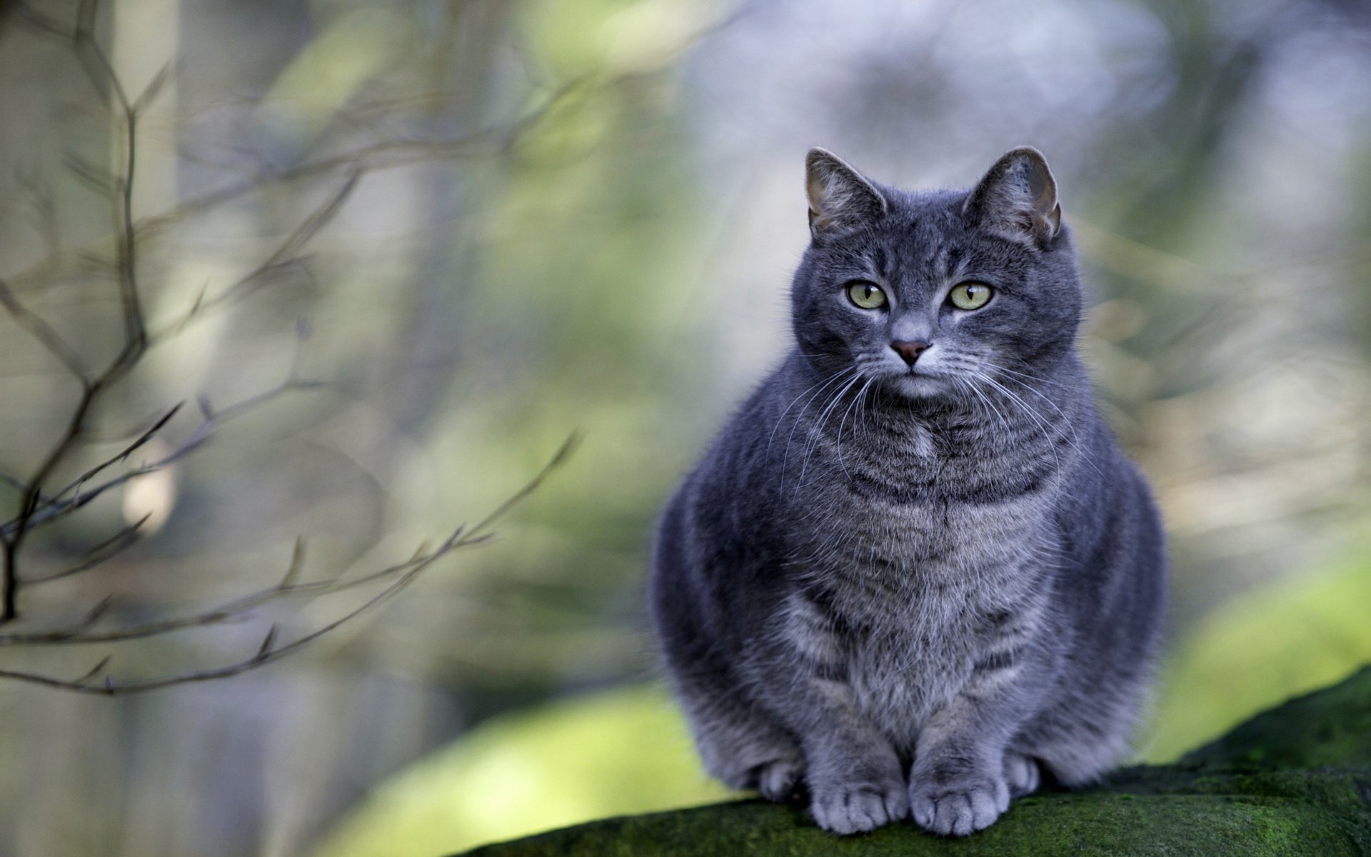 Download Animal Cat HD Wallpaper