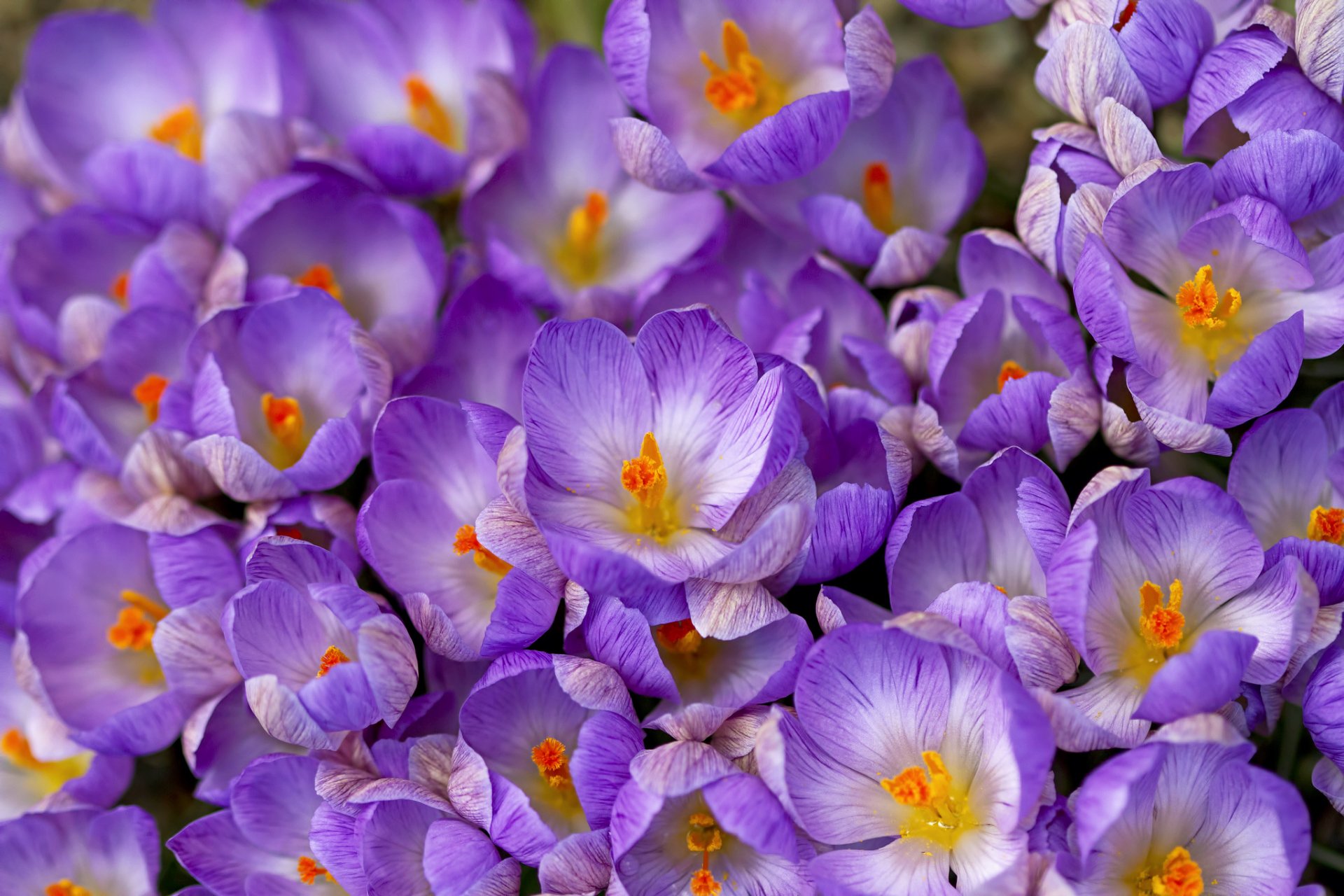 Download Crocus Spring Nature Flower HD Wallpaper
