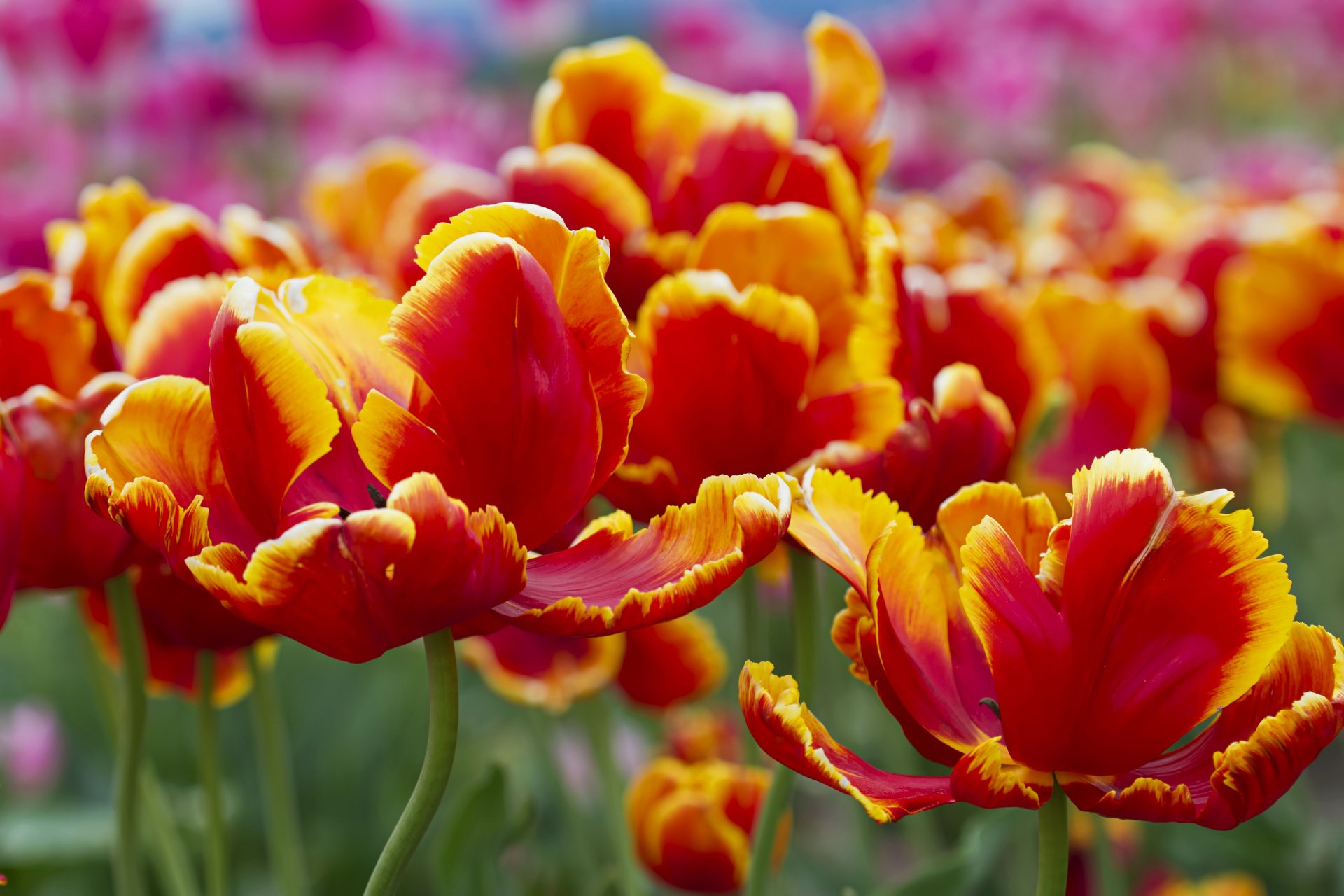 Download Nature Tulip HD Wallpaper