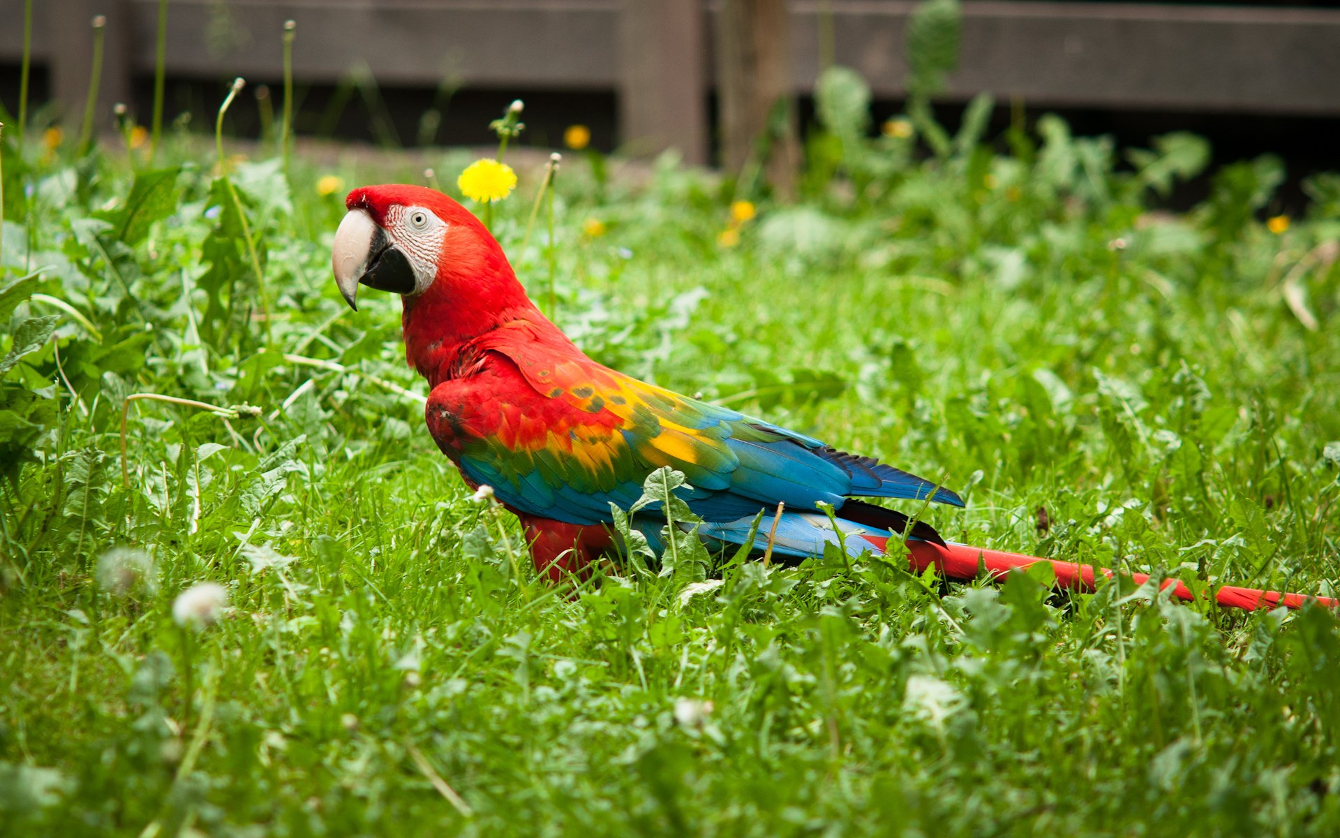 A vibrant red-and-green macaw perched on lush green grass, showcasing its striking plumage, making a stunning HD desktop wallpaper and background.