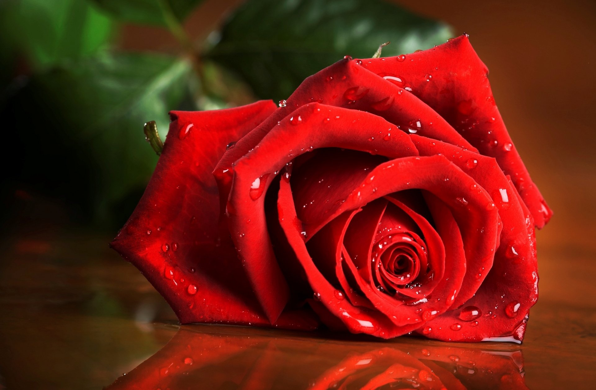Close-up of a vibrant red rose with water droplets, captured in high definition as a nature-themed PC desktop wallpaper and background.