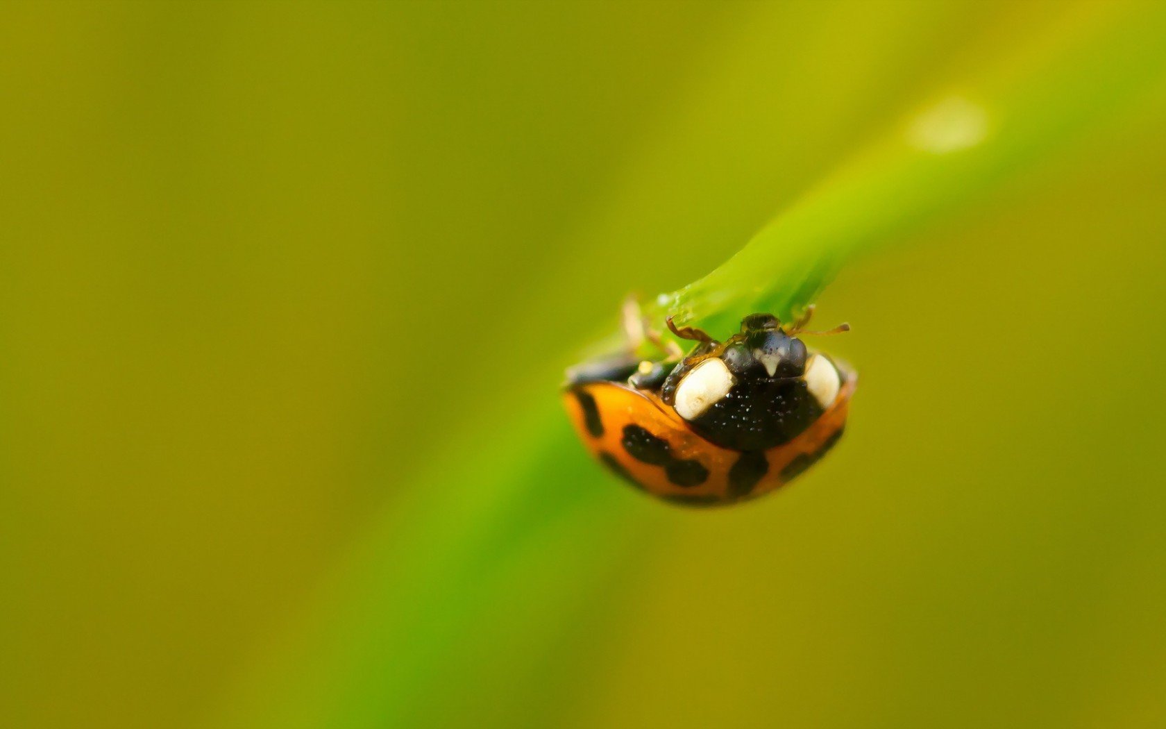 Download Animal Ladybug Wallpaper
