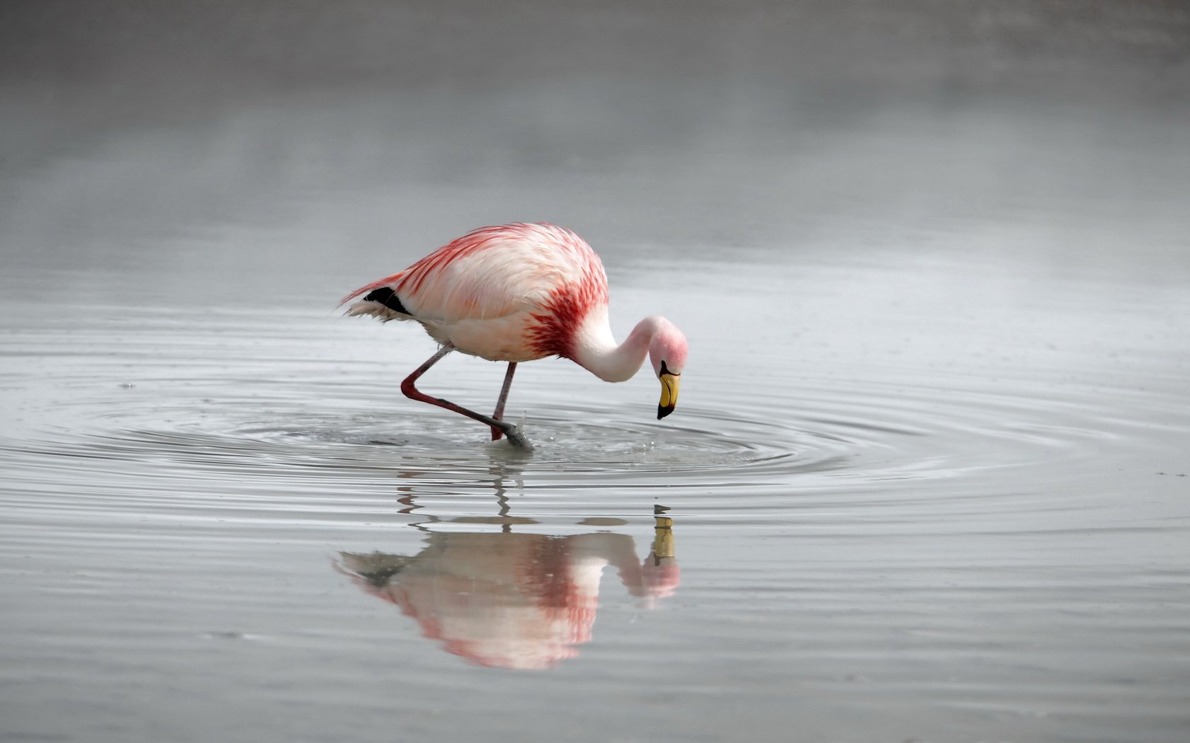 HD desktop wallpaper featuring a solitary flamingo wading gracefully in calm water with its reflection clearly visible.