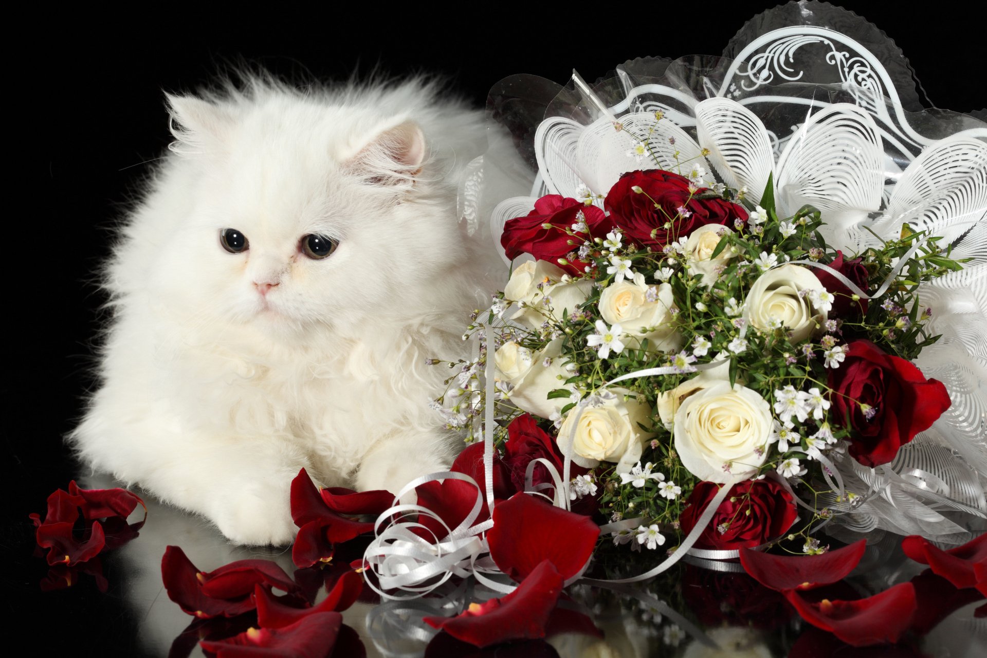 A fluffy white cat sits beside a bouquet of red and white roses, surrounded by rose petals, creating a striking 4K Ultra HD wallpaper for PC desktops.