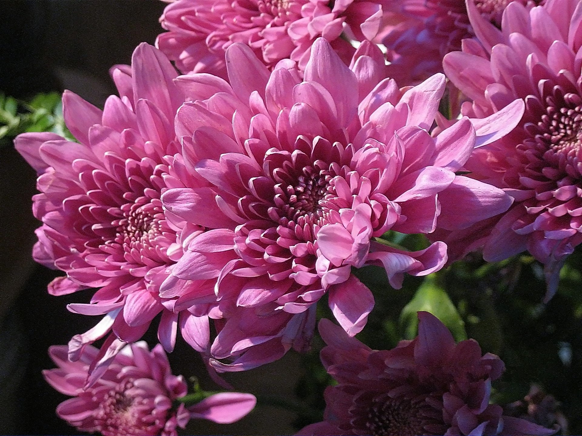 A close-up of vibrant pink flowers, showcasing their intricate petals and lush greenery, captures the beauty of nature. This HD image serves as a stunning desktop wallpaper.