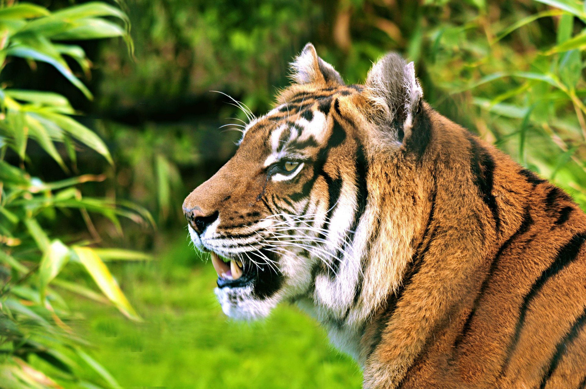 A vibrant HD desktop wallpaper featuring a majestic tiger, showcasing its striking features amidst lush greenery, embodying the beauty of wildlife.