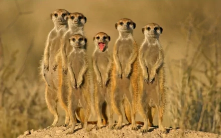 Close-up HD desktop wallpaper of six meerkats standing alert on sandy ground, with one meerkat making a funny expression, set against a blurred natural background.