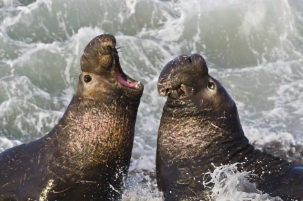 Animal sea lion HD Desktop Wallpaper | Background Image