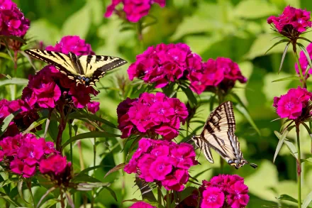HD desktop wallpaper featuring vibrant pink carnations with two yellow and black butterflies amidst lush green foliage.