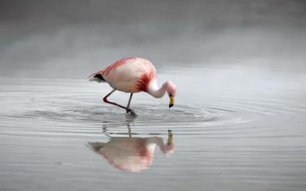 HD desktop wallpaper featuring a solitary flamingo wading gracefully in calm water with its reflection clearly visible.
