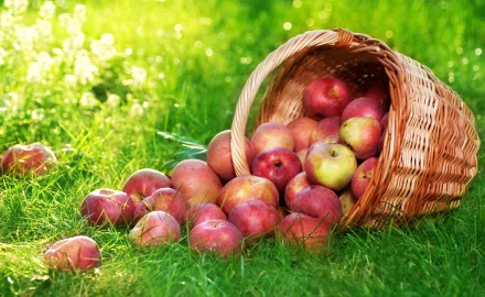 HD PC desktop wallpaper showing a wicker basket tipped over on green grass, spilling fresh red and yellow apples in bright sunlight.