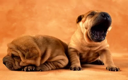 HD PC desktop wallpaper featuring two wrinkled Shar Pei puppies against a warm orange background.
