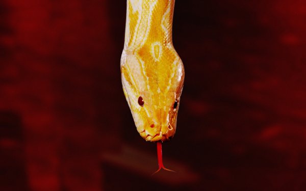 Animal Snake Reptiles Snakes HD Wallpaper | Background Image