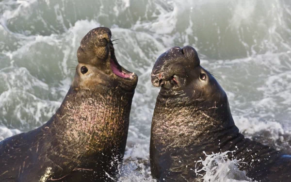 Two sea lions vocalizing in the ocean waves, captured in vibrant detail for a 4K Ultra HD PC desktop wallpaper background.