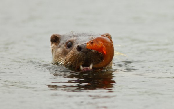 Animal Otter HD Wallpaper | Background Image